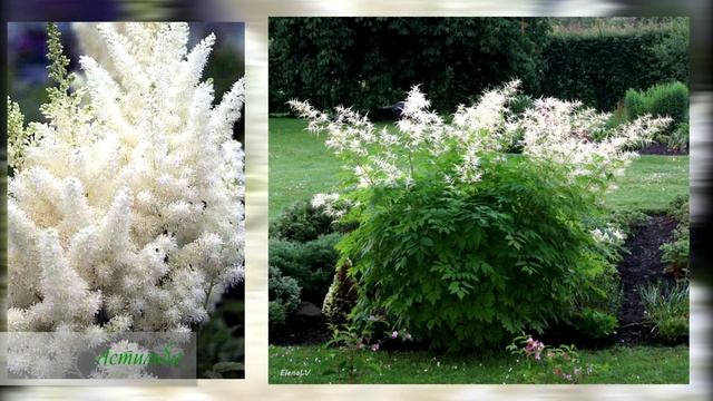 Сад белых цветов / Подборка ? смотреть онлайн