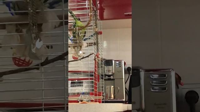 Попугай Калита ,Квакер,Монах по имени Гуччи смотреть онлайн