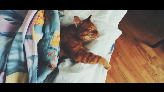 Мой кот спит как человек смотреть онлайн