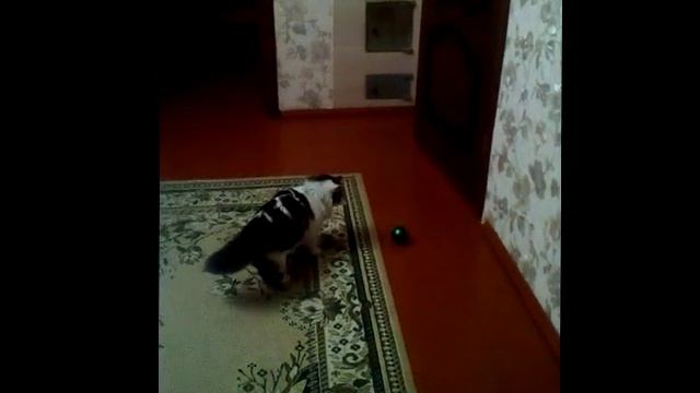 один дома Home Alone кот и елка смотреть онлайн