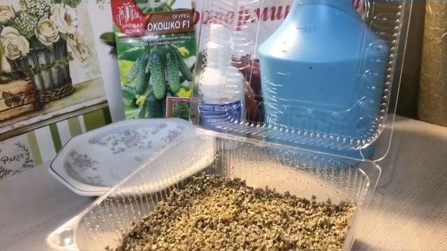 Лучший способ посева огурцов(Посев в вермикулит)