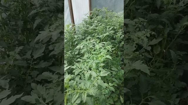 Томаты растут, но не цветут. Что делать. смотреть онлайн