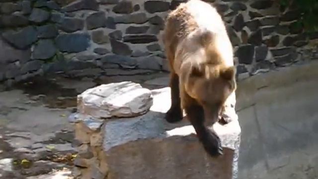 Танцующий мишка!|| Bear Dancing Hip-hop! [HD]