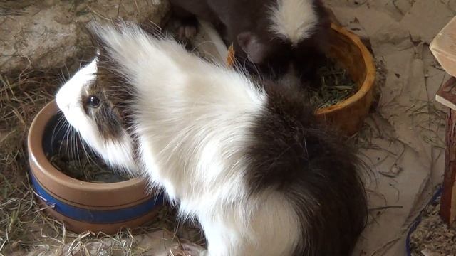 Sony Handycam HDR-CX200E MEERSCHWEINCHEN смотреть онлайн