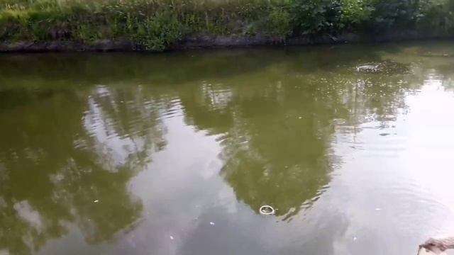 Рыбалка кастинговой сетью на частном пруду | Рыбалка от Игоря смотреть онлайн