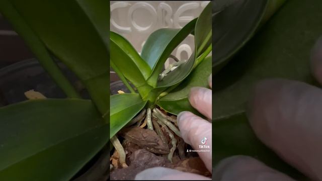 Почему орхидеи плачут? Щитовка!!! смотреть онлайн