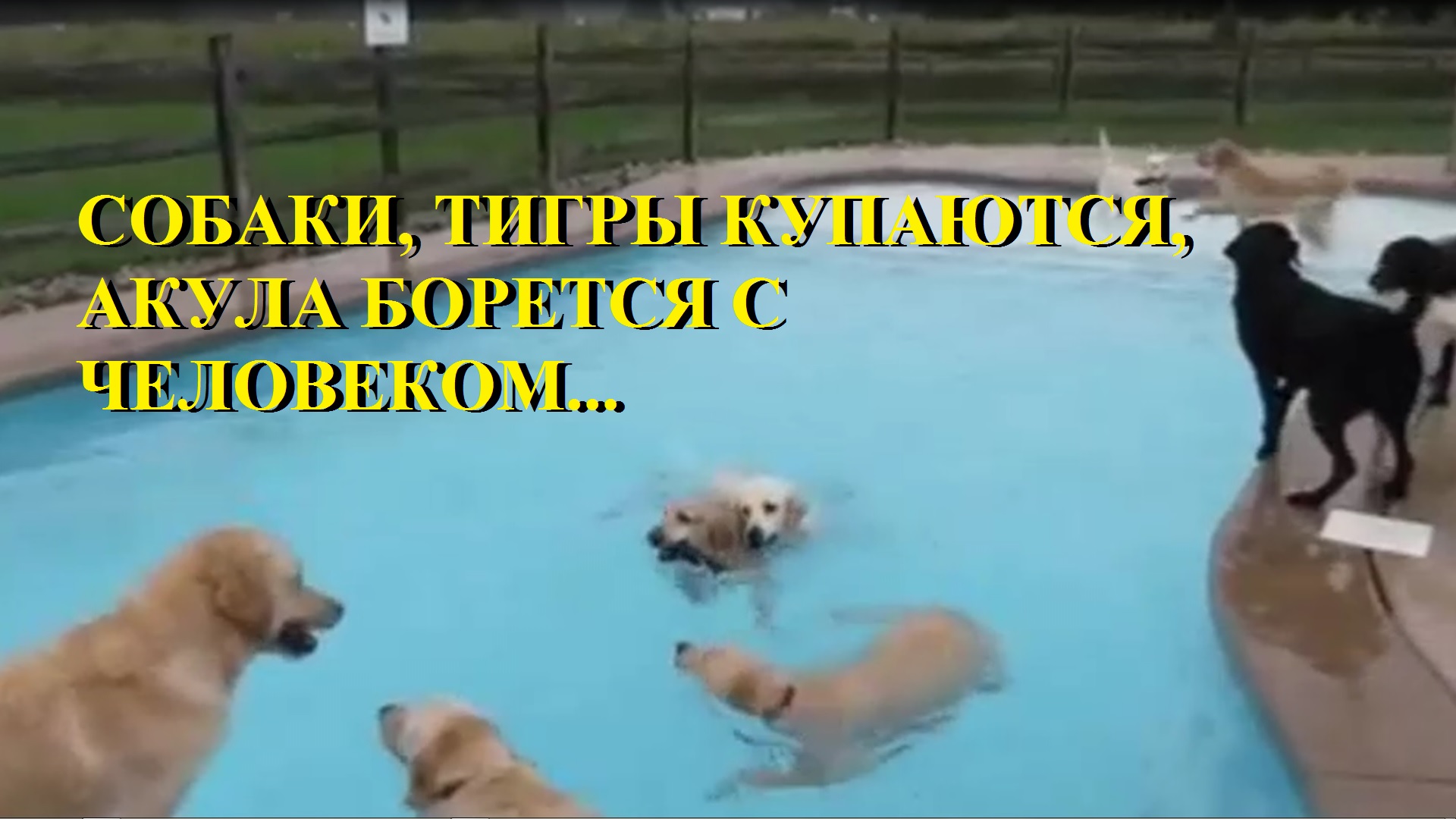 СОБАКИ,ТИГРЫ, АКУЛА воюет с мужиком смотреть онлайн