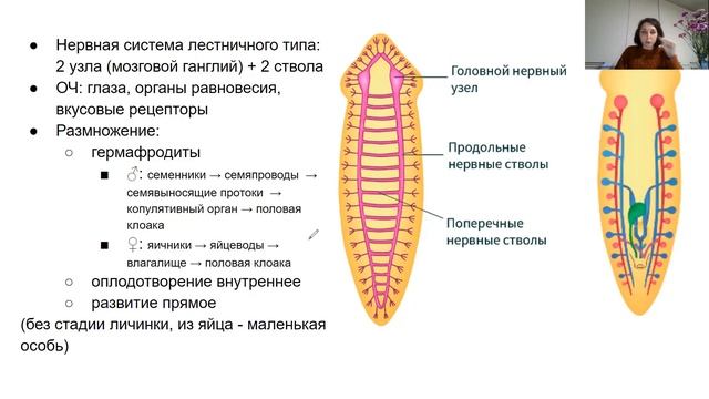 Урок "Тип Плоские черви" - ЦТ, ЕГЭ, ЗНО смотреть онлайн