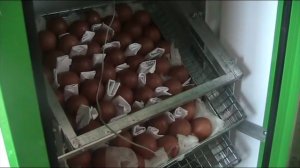 Нужно ли охлаждать яйцо при инкубации? Сколько и когда?//Секреты хороших урожаев.