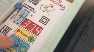 Инкубация Индийского бегунка !