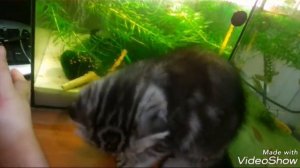 У котенка гноятся глазки как лечить? Лечение подручными средствами!