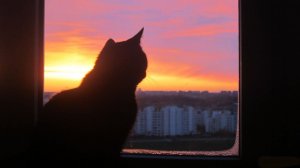 "Чёрный кот". Мистический рассказ.