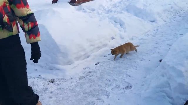 Плов из Рыжего кота.