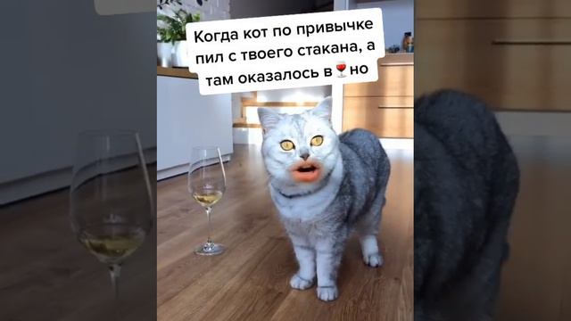 Говорящий Кот смотреть онлайн