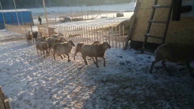 Катумская порода овец в Сибири смотреть онлайн