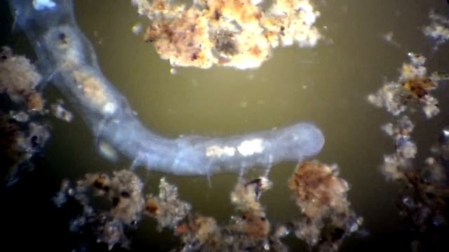 Oligochaeta Naididae Chaetogaster смотреть онлайн