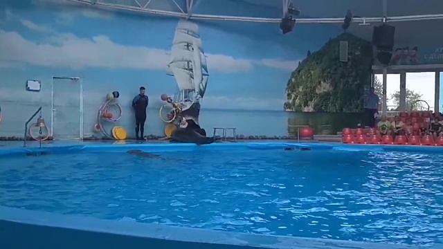 Будете в Минске - посетите дельфинарий Немо в зоопарке смотреть онлайн