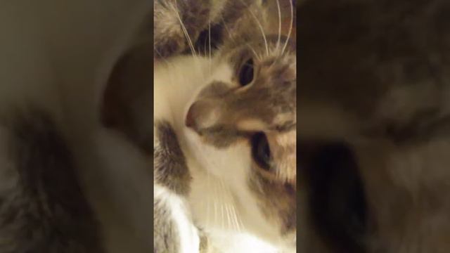 Мы тут значит спим, а меня не позвали?😠 || 28.10.19 смотреть онлайн