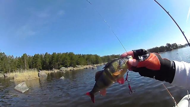 Щуки на окуня. Ловля на свимбейт Savage Gear 4D Perch Line Thru. смотреть онлайн