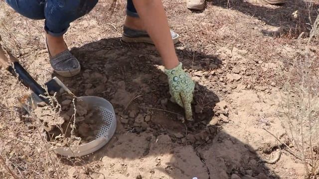 23.07.2020г. на территории Заволжья отмечено начало яйцекладки итальянского пруса. смотреть онлайн