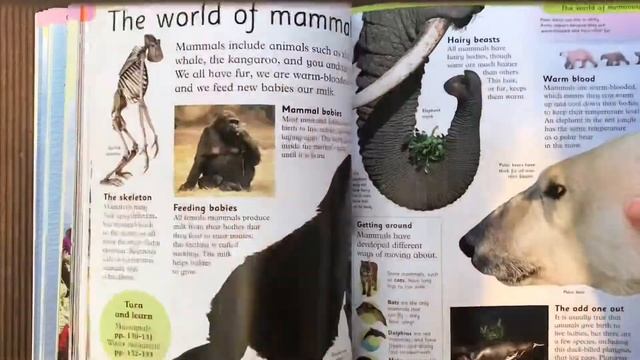 Children’s Encyclopedia DK Vs Usborne