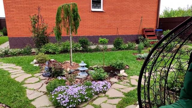 Хвойные растения. Обалденные новинки для моего сада ?