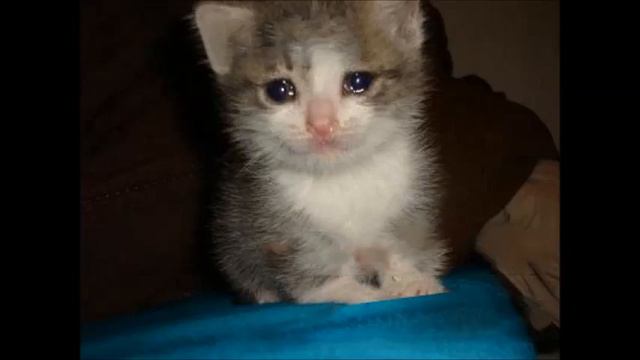 Социальный ролик в защиту бездомных животных. "Мимо нас" Не бросайте их! смотреть онлайн