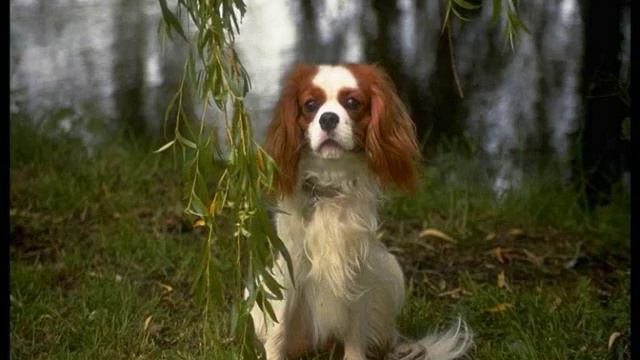 Все породы собак.Английский той-спаниель (English Toy Spaniel) смотреть онлайн
