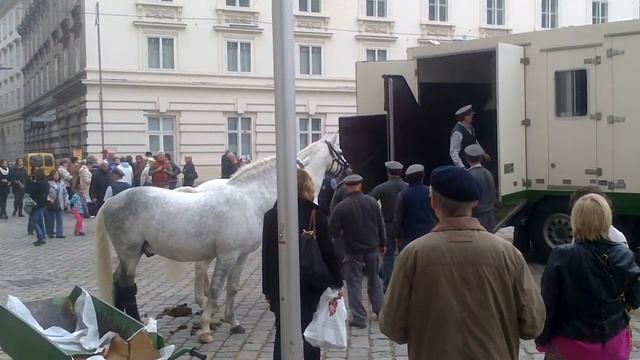 Loading Horses Into A Truck. Josefsplatz, Vienna. Лошади в Вене. Pferde.