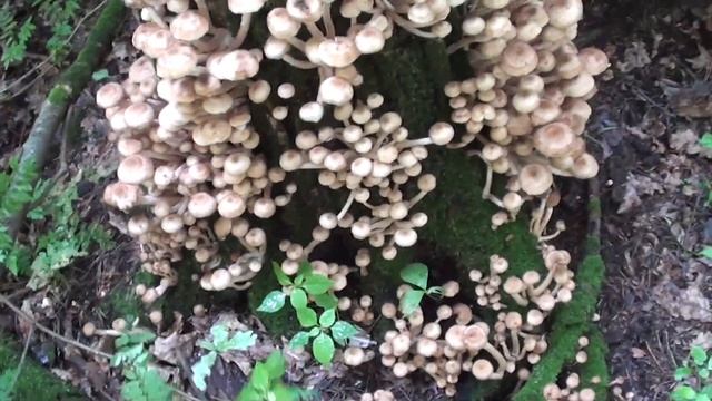 ГДЕ ИСКАТЬ ЛЕТНИЕ ОПЯТА КОНЕЧНО ЖЕ В САЛТЫКОВСКОМ ЛЕСУ SUMMER HONEY AGARIC IN SALTYKOVSKY FOREST смотреть онлайн