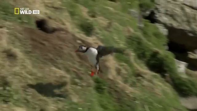 Дикая Шотландия Гебридские острова (Серия 2) смотреть онлайн