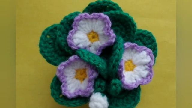 Цветущая фиалка(сенполия)Blooming violet (saintpaulia) смотреть онлайн