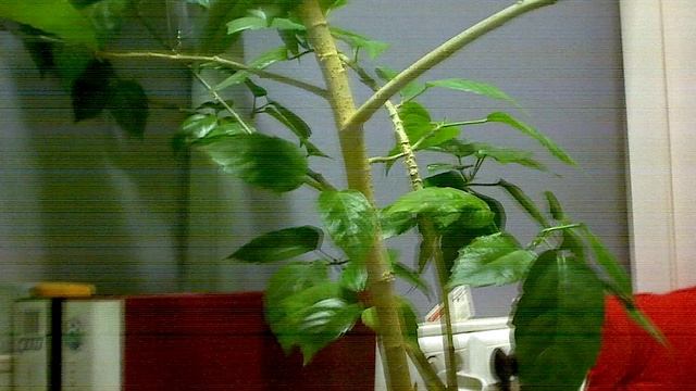 CANYON CNR-WCAM820 - On Desk.ogv смотреть онлайн