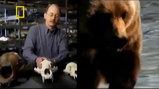 Сила укуса на клыках у короткомордого медведя 1200lbf, гризли 500-600lbf, черного медведя 200-250lb смотреть онлайн