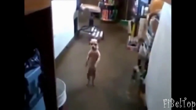 Танцующие псы - подборка смотреть онлайн