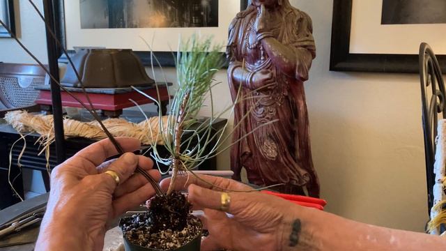 Patricia O'Connor, The Bonsai Balcony: Folding Ponderosa Pine Seedlings. смотреть онлайн