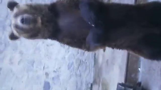 Харьковский зоопарк. Медведица - попрошайка ;-) смотреть онлайн