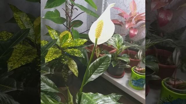 #shorts Спатифиллум Домино впервые зацвел?Ай, да весна!?Женское счастье?Женский цветок?Белый цветок смотреть онлайн