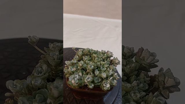 Nonsai смотреть онлайн