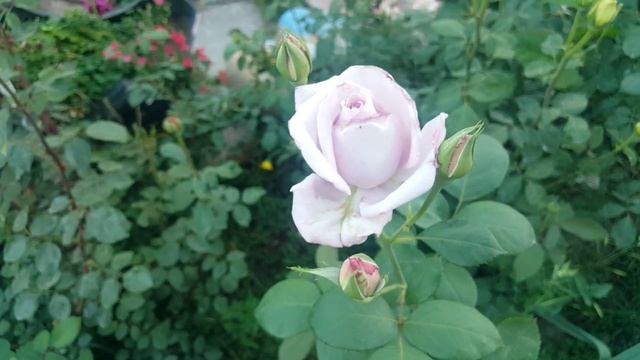 Blue Moon / Mainzer Fastnacht / Sissi / Tantau 1964 - Rose - Rosa - Rosier