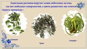 Комнатные растения для кухни
