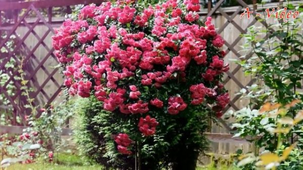 Интересные идеи для оформления сада / Interesting ideas for decorating the garden