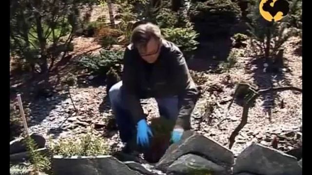 Придаем формы хвойникам.  Ландшафтные хитрости