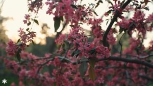 Музыка лечит бессонницу, полезна для сердца и успокаивает нервную систему ? Музыка успокаивает