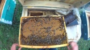 Когда делать отводки? Всё о пчеловодстве.