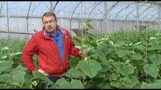 Сельские истории с Сергеем Курочкиным. Огурцы смотреть онлайн