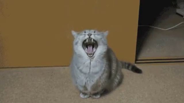 Зевающий кот смотреть онлайн