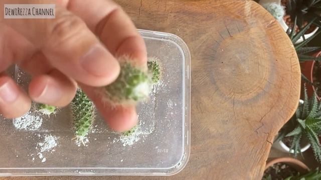 Cactus Offsets Propagation | Propagate Cactus Mammillaria смотреть онлайн