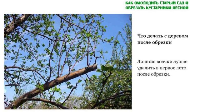 Волчки Что делать с деревом после обрезки Удалим волчки вовремя Как омолодить и обрезать деревья смотреть онлайн