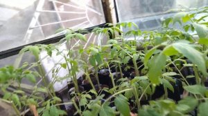 Черенкование рассады томатов. Уникальный способ вегетативного размножения томатов